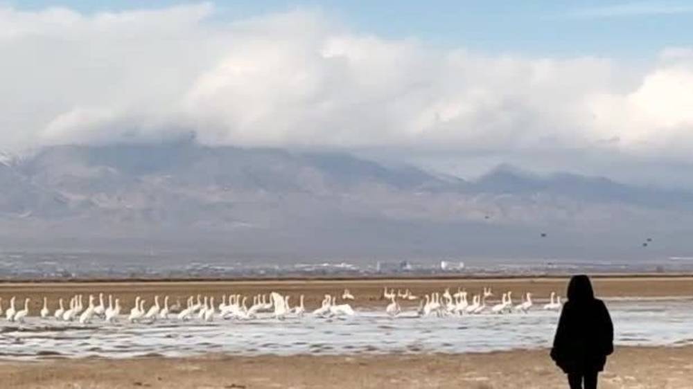 Стая белоснежных лебедей в Балыкчы. Видео