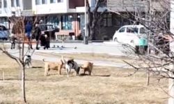 Житель Бишкека жалуется на большое количество бродячих собак в мкр Улан-2