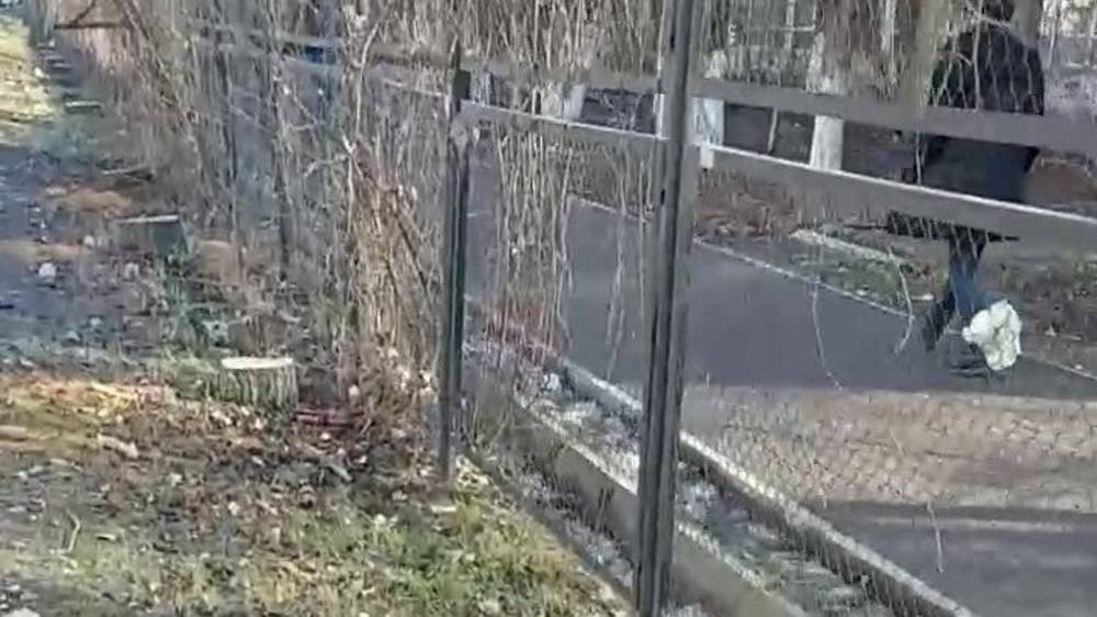 Зачем на Токтогула-Гоголя срубили 12 тополей? Видео горожанина