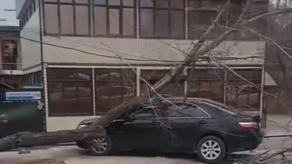 Дерево упало на «Камри». У водителя нет претензий к «Бишкекзеленхозу». Видео