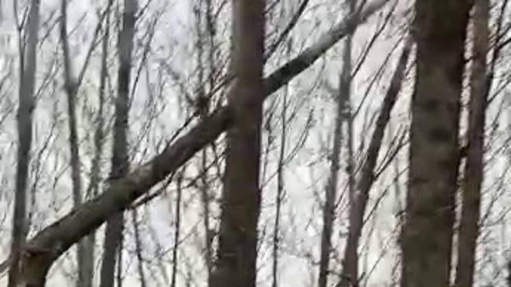 В Ак-Босого из-за ветра упало дерево. Видео жителя