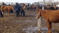 Житель Ат-Башинского района жалуется на грязь на скотном рынке. Видео
