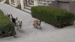 Стая бродячих собак на бульваре Эркиндик. Видео горожанина
