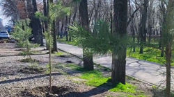 На ул.Бакаева на обочине посадили сосны перед дубами. Видео горожанина