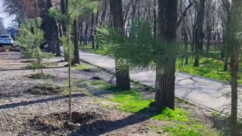На ул.Бакаева на обочине посадили сосны перед дубами. Видео горожанина