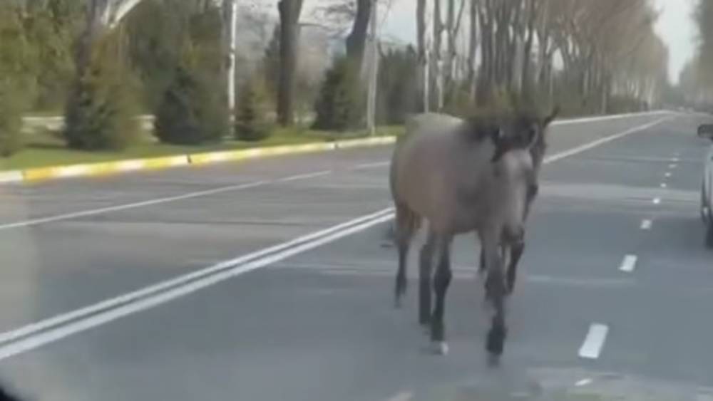 Посреди дороги на Айтматова снова гуляют лошади. Видео