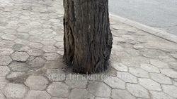 «Бишкекзеленхоз» может срубить деревья перед Ленинским акимиатом из-за расширения дороги, - мэрия