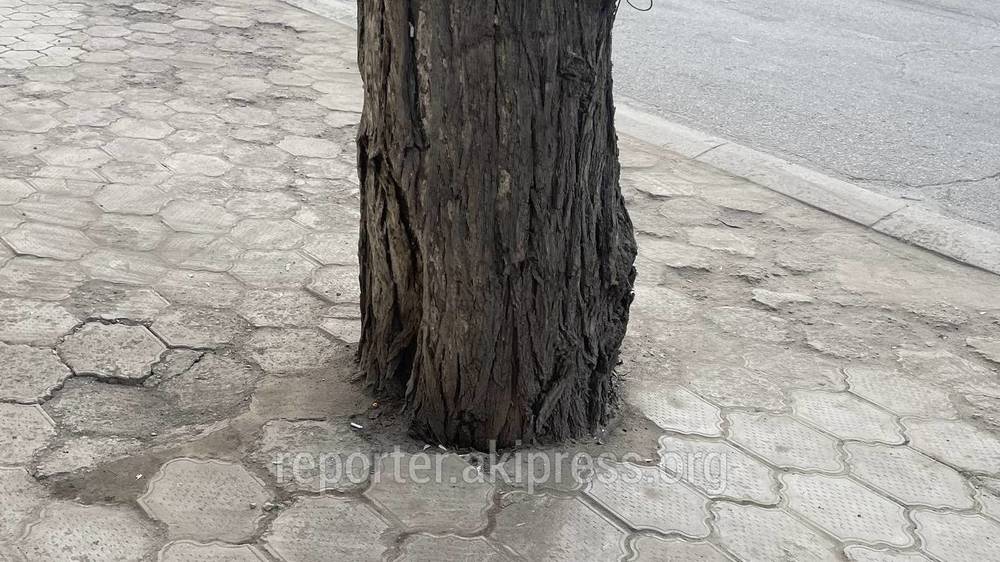 «Бишкекзеленхоз» может срубить деревья перед Ленинским акимиатом из-за расширения дороги, - мэрия