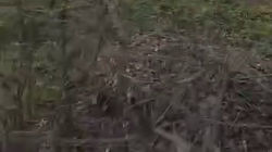 В парке на Бакаева убрали мусор, но листву оставили. Видео горожанина