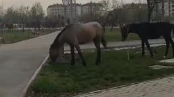 Лошади топчут газон и молодые саженцы в парке «Адинай». Видео