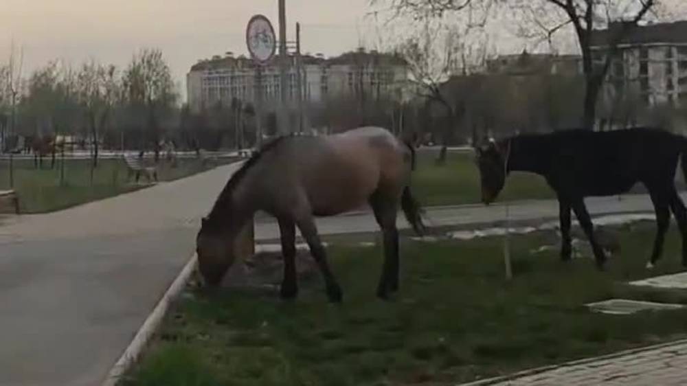 Лошади топчут газон и молодые саженцы в парке «Адинай». Видео