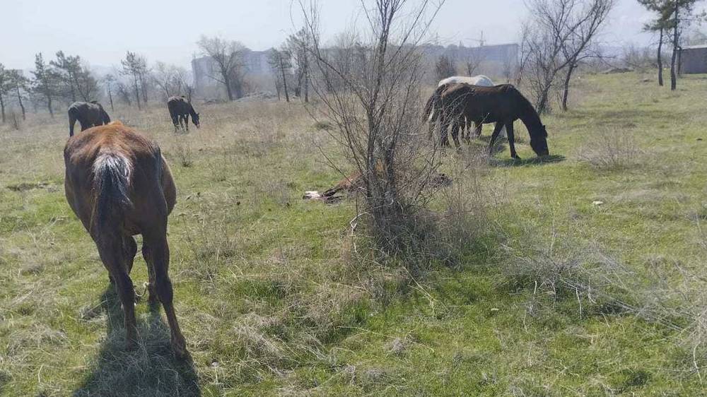 «Бишкекзеленхоз» отогнал лошадей из парка «Адинай», хозяину сделали устное предупреждение. Ответ мэрии