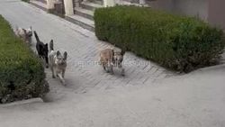 Стая бродячих собак на бульваре Эркиндик. Ответ «Тазалык»