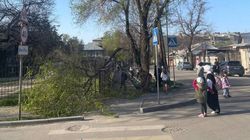 На Пишпеке из-за ветка дерева упала на тротуар. Фото