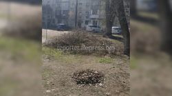 В бишкекском дворе за 2 года скопился древесный мусор