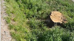 Бишкекчанин жалуется на вырубку деревьев по ул.Ахунбаева