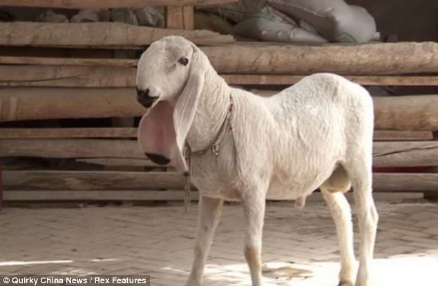 Cattle breeder from Jety-Oguz grows one of the most expensive sheep breeds in the world - Vimarsana News
