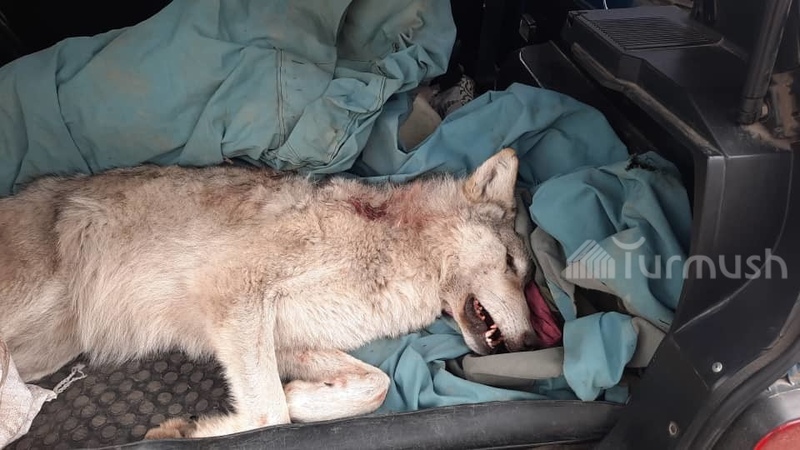 65 wolves shot in Talas region in 3 months - Vimarsana News