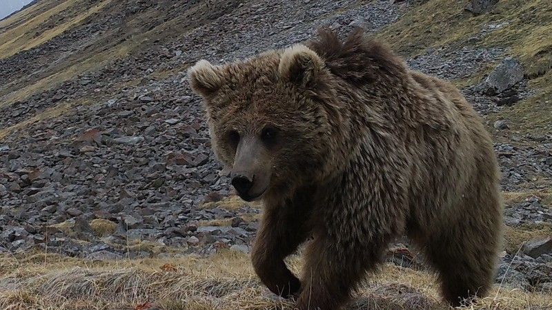 Медведь в горах Иссык-Куля