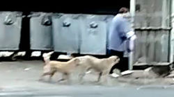 Стая бездомных собак возле мусорных баков. Видео