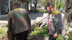 Зачем на Ахунбаева валят деревья? Фото горожанина
