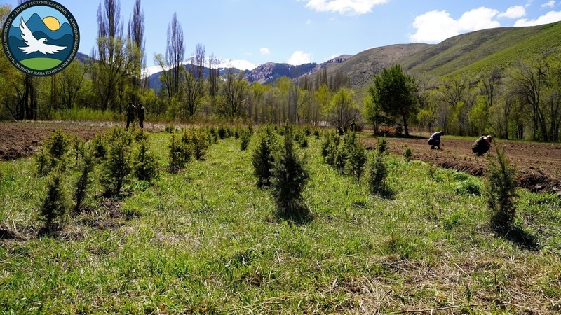 15,000 seedlings planted in Chon-Kemin nature park - Vimarsana News