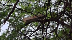 На Исанова на дереве висит бетонный брусок. Фото