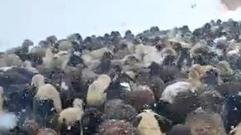 Из-за снега и морозов в Ат-Башы начал гибнуть скот. Видео