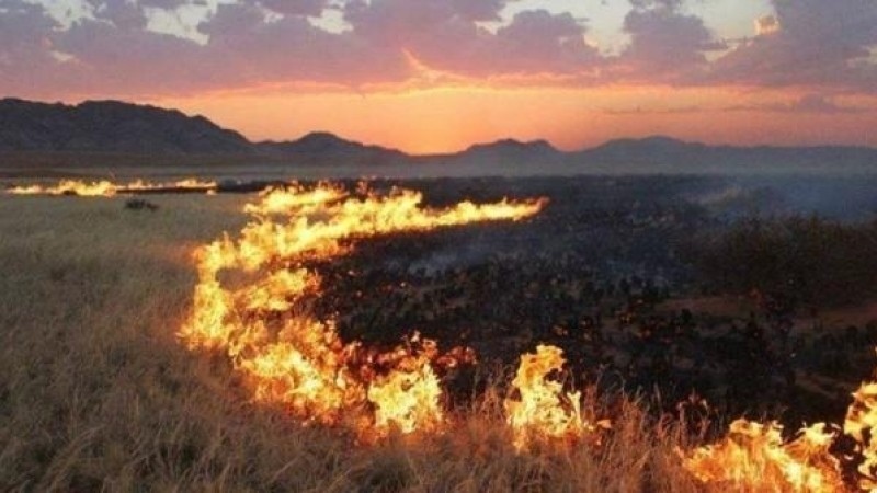 Fires destroy 359,505 hectares of forests and pastures in Mongolia this year - Vimarsana News