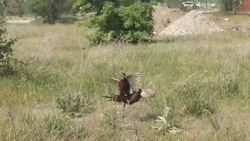Эпичная драка двух петухов фазана. Видео