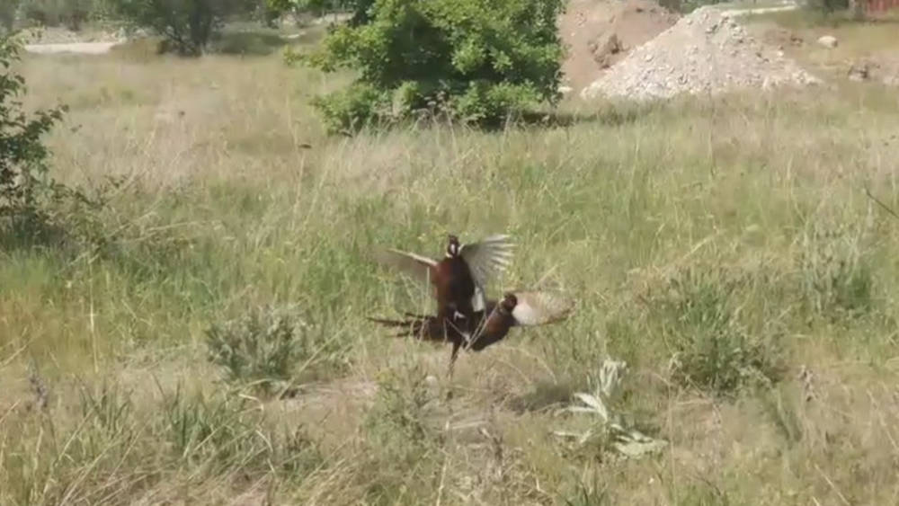 Эпичная драка двух петухов фазана. Видео