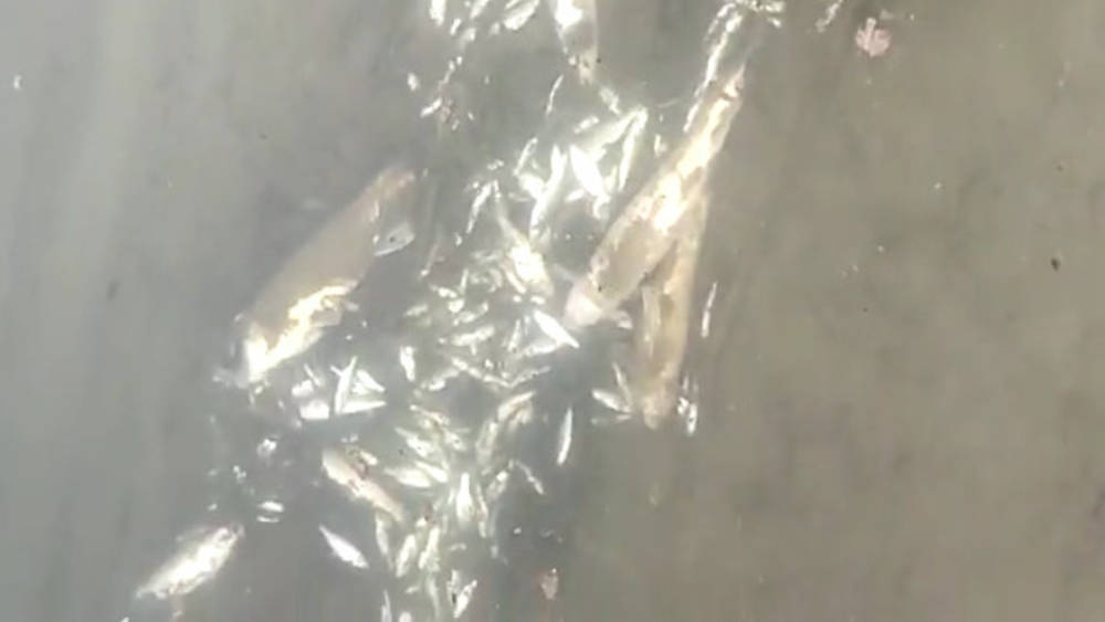 Рыбаки обнаружили мертвых рыб в реке Чу у границы с Казахстаном. Видео