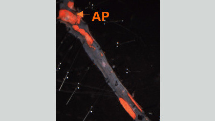 Мышиная аорта с атеросклеротическими поражениями. Бляшки показаны красным цветом.