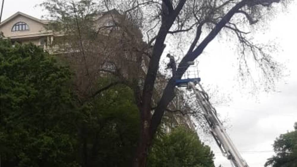 В «Бишкекзеленхозе» рассказали, зачем срубили дерево на бульваре Эркиндик. Фото
