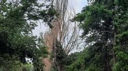 На ул.Фатьянова около 30 высохших деревьев. Фото горожанки