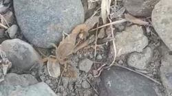 Скорпион на Иссык-Куле. Видео жителя Тонского района