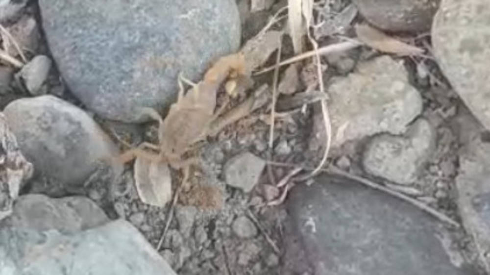 Скорпион на Иссык-Куле. Видео жителя Тонского района