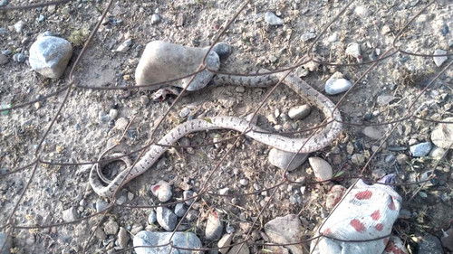 Метровая змея заползла в дом в Баткене. Фото — Экология АКИpress