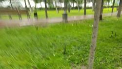 Во время дождя система полива на Эркиндик работает в полную силу. Видео