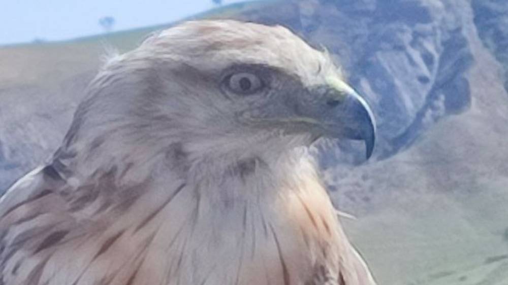 Бишкекчанин сфотографировал хищную птицу возле госрезиденции. Что эта за птица? Фото