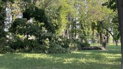 В Бишкеке в парке им.Тулебердиева упало огромное дерево. Фото