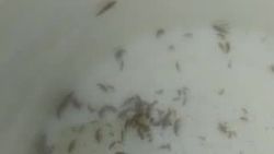 Жители Таласского района обнаружили в питьевой воде насекомых. Видео