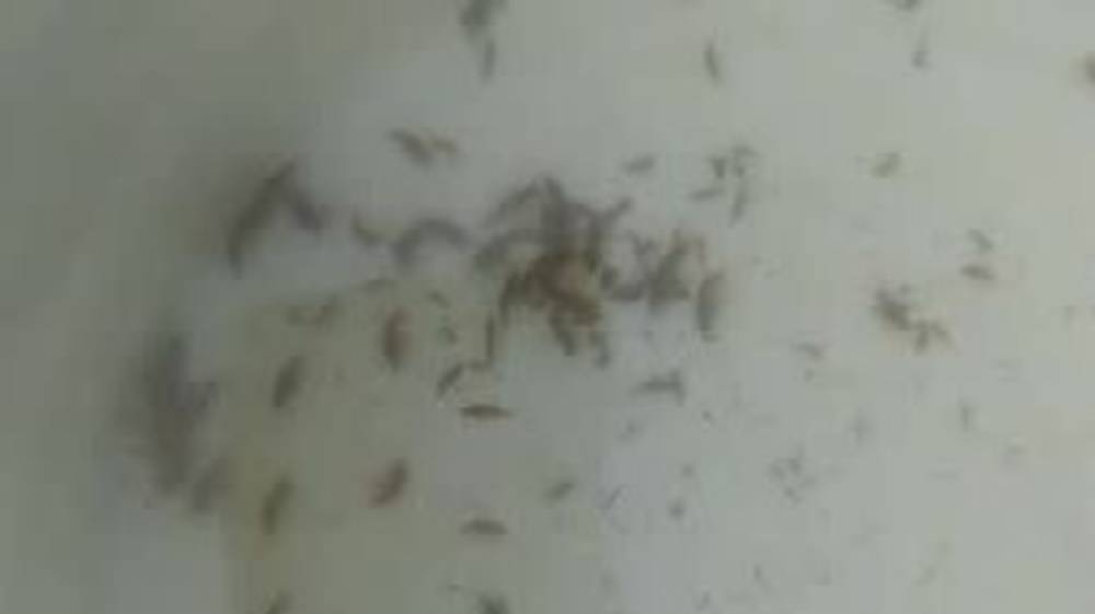 Жители Таласского района обнаружили в питьевой воде насекомых. Видео