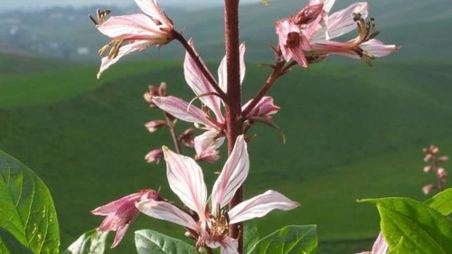 В горах Чуйской области зацвело одно из самых опасных растений. Фото — Экология АКИpress