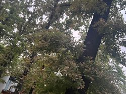 В парке Ататюрк все листья дуба пожелтели, - очевидец