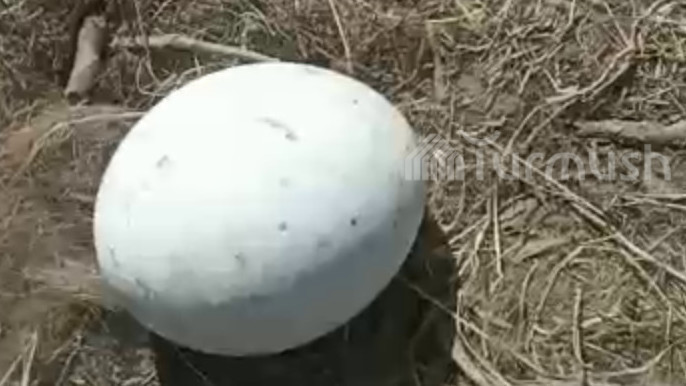 Яйцо грифа