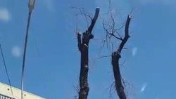 «Совершенно законно». В «Бишкекзеленхоз» рассказали, зачем срубили деревья на Московской. Видео