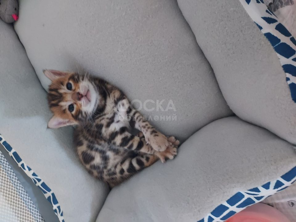 Бенгалия для усыновления