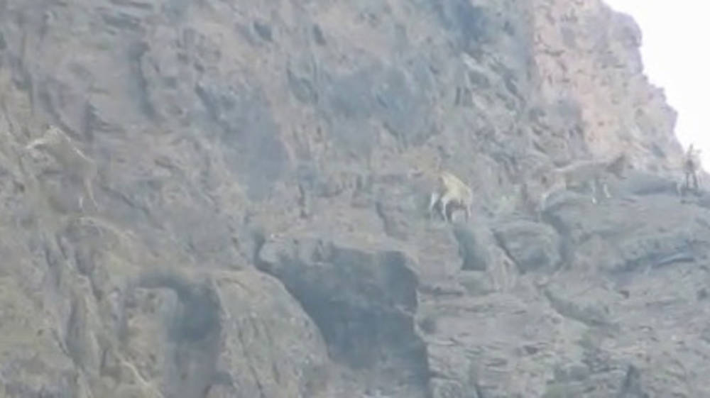 В горах парка «Хан-Теңири» засняли на видео стадо козерогов