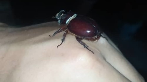 Видео — Во двор к жителю Чуйской области залетело самое сильное в мире насекомое — Экология АКИpress